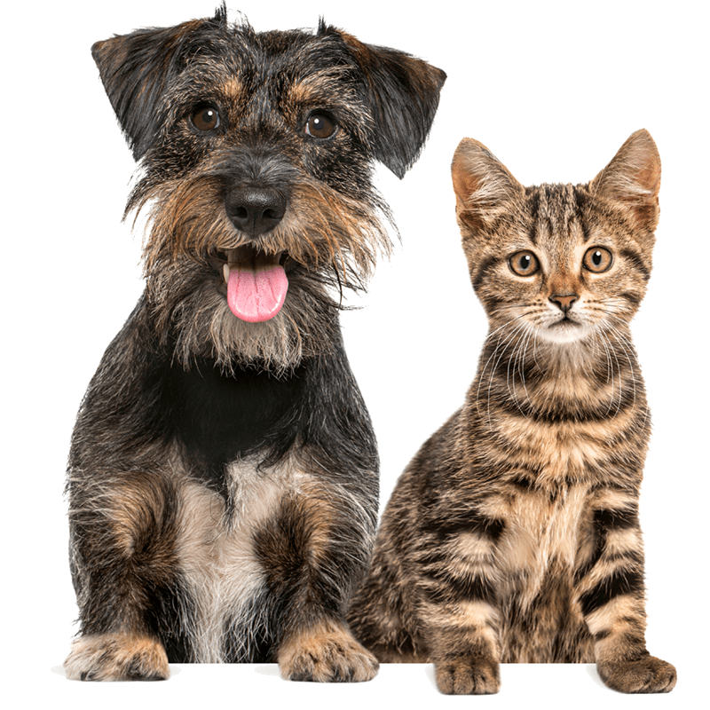 Dispensador Alimento Mascotas Smart Wi Fi Enxuta