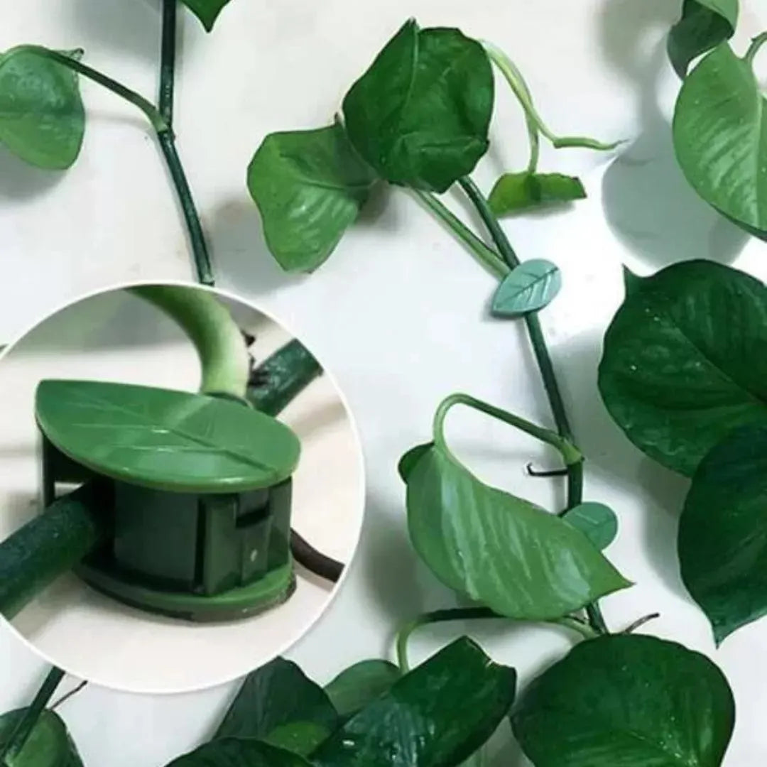 Set 10 Clips Adhesivos Guia Tutor Para Escalada De Plantas