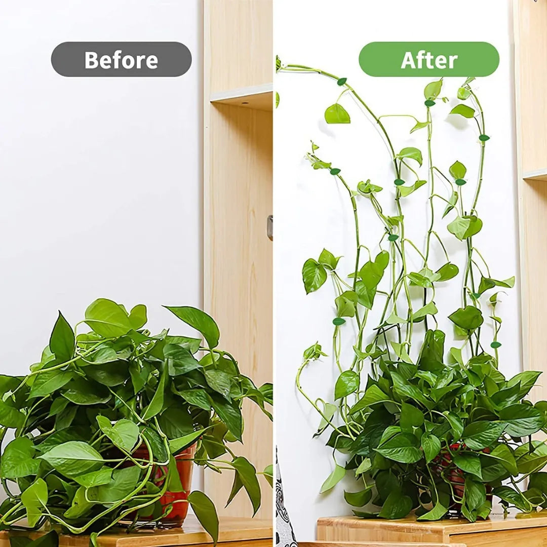 Set 10 Clips Adhesivos Guia Tutor Para Escalada De Plantas