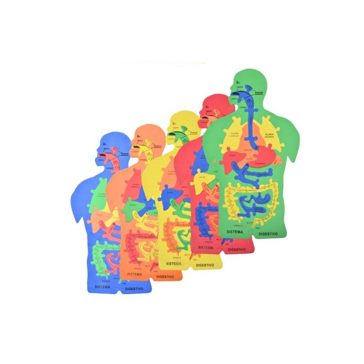 Puzzle Goma Eva Cuerpo Humano Sistema Digestivo Didactico