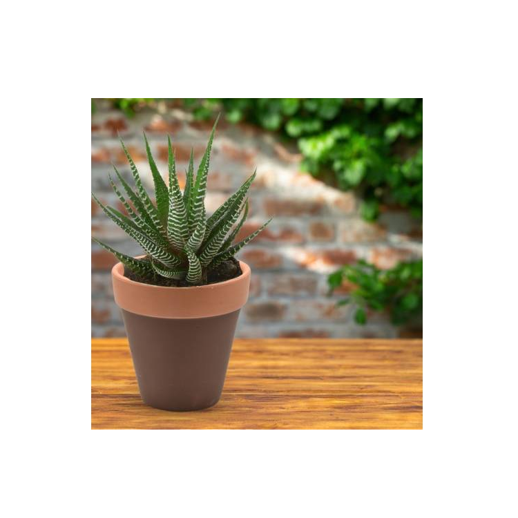 Mini Maceta De Cerámica 8x8cm