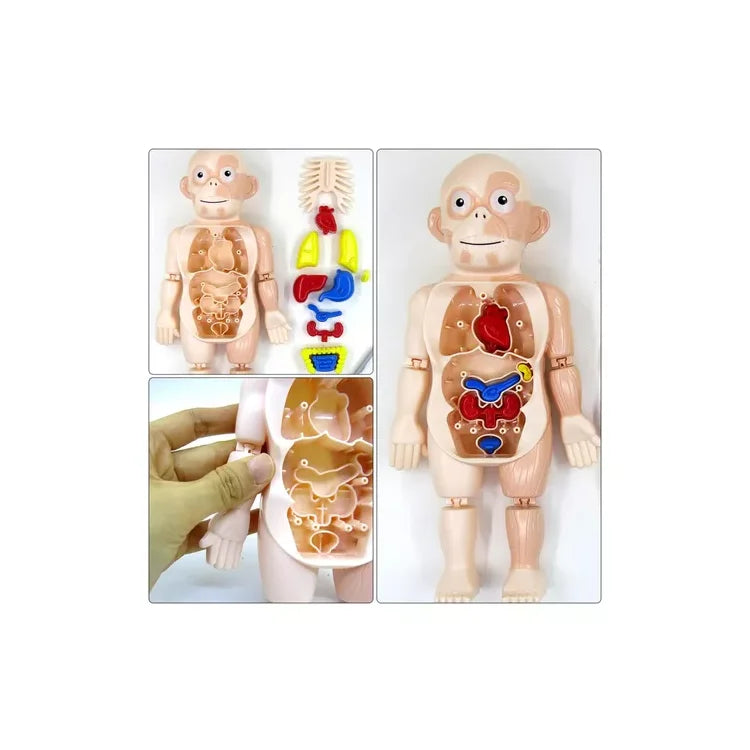 Juego didáctico anatomía del cuerpo humano