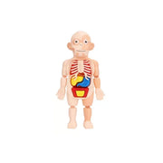 Juego didáctico anatomía del cuerpo humano