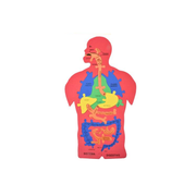 Puzzle Goma Eva Cuerpo Humano Sistema Digestivo Didactico