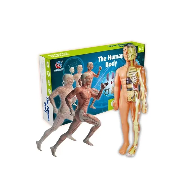 Juego Cuerpo Humano Anatomía